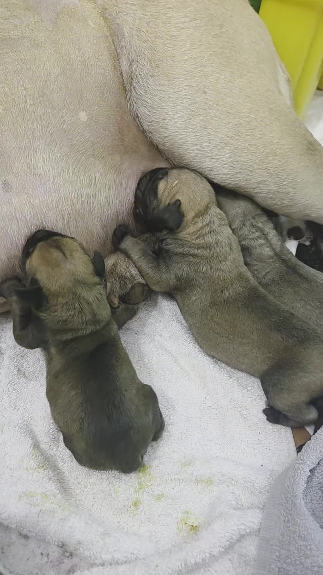 Bullmastiff cani in vendita: 🐾 *CUCCIOLI BULLMASTIFF CON PEDIGREE* 🐾 - Video 1