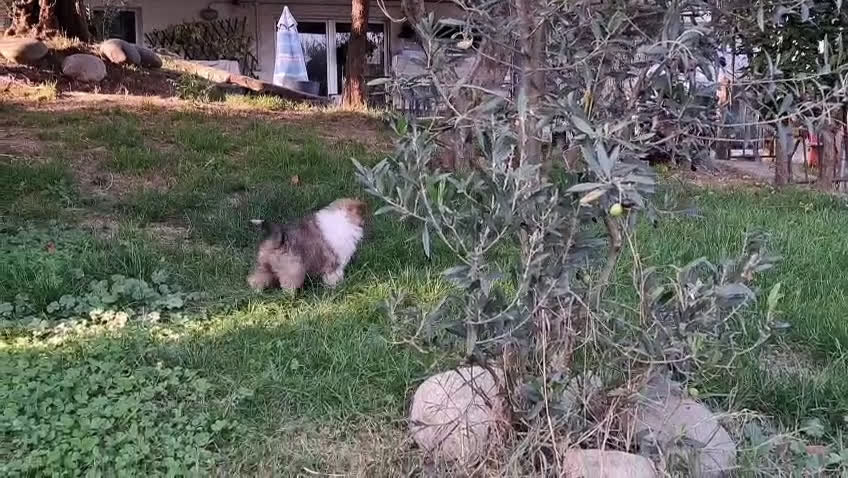 Collie cani in vendita: Cuccioli di collie fulvi - Video 1
