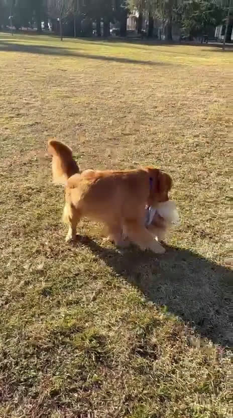 Spitz cani in vendita: Spitz toy a Provincia di Pordenone - Video 3