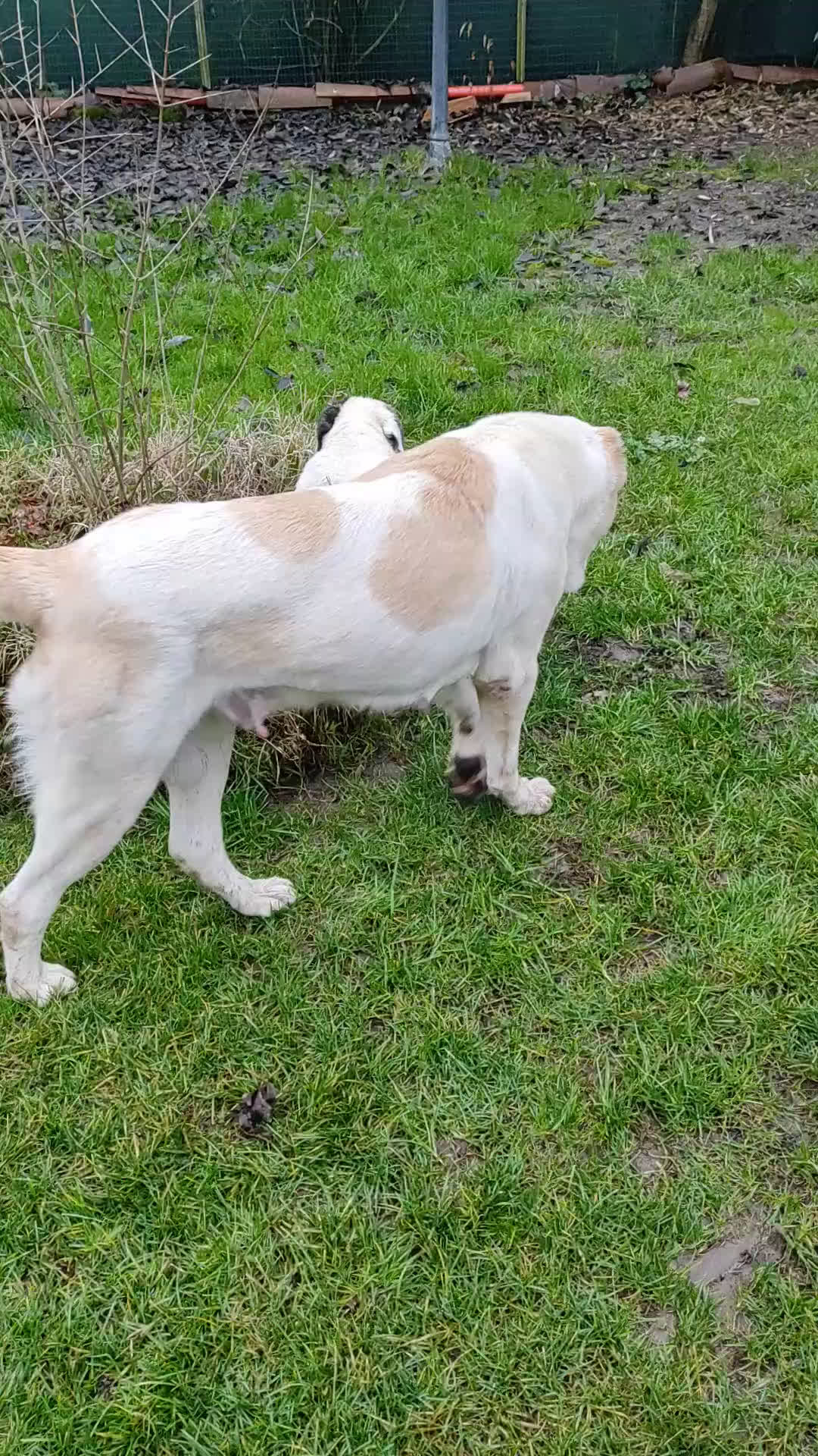 Pastore Asia Centrale cani in vendita: Regalo a recupero spese cuccioli di Asia Centrale  - Video 3