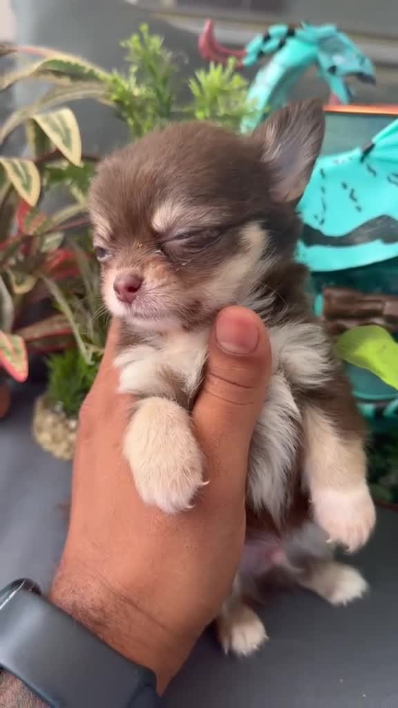 Chihuahua cani in vendita: 2 boy e 1 girl chihuahua pelo lungo pedigree enci  - Video 2