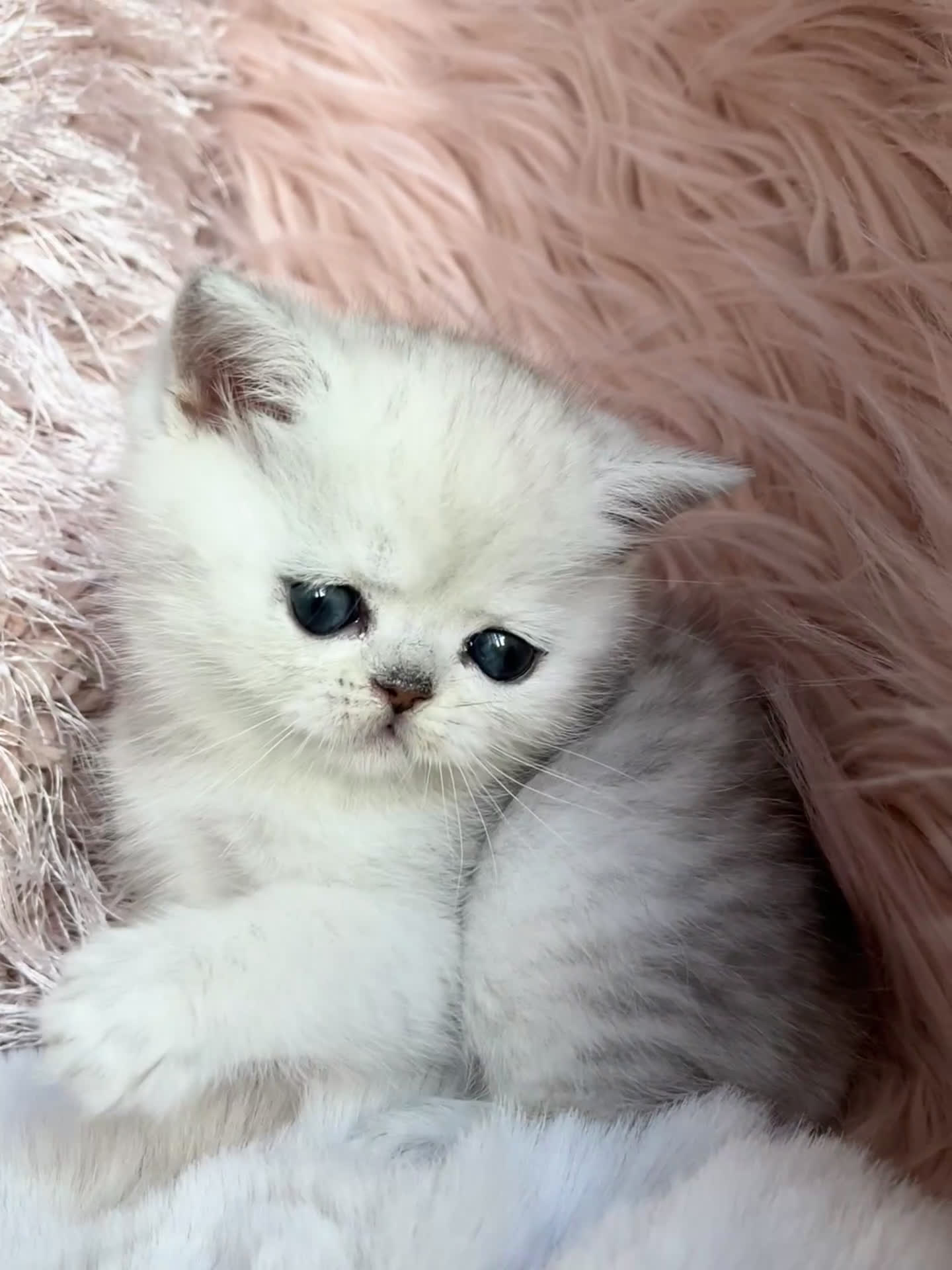 Exotic Shorthair gatti in vendita: Exotic shorthair chinchilla  - Video 1