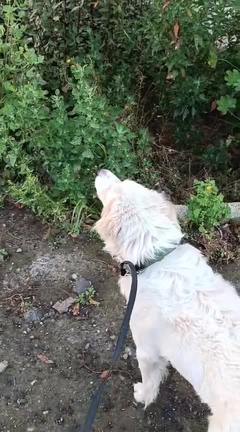 Meticcio cani in regalo: Jimmy, mini maremmano in canile - Video 4
