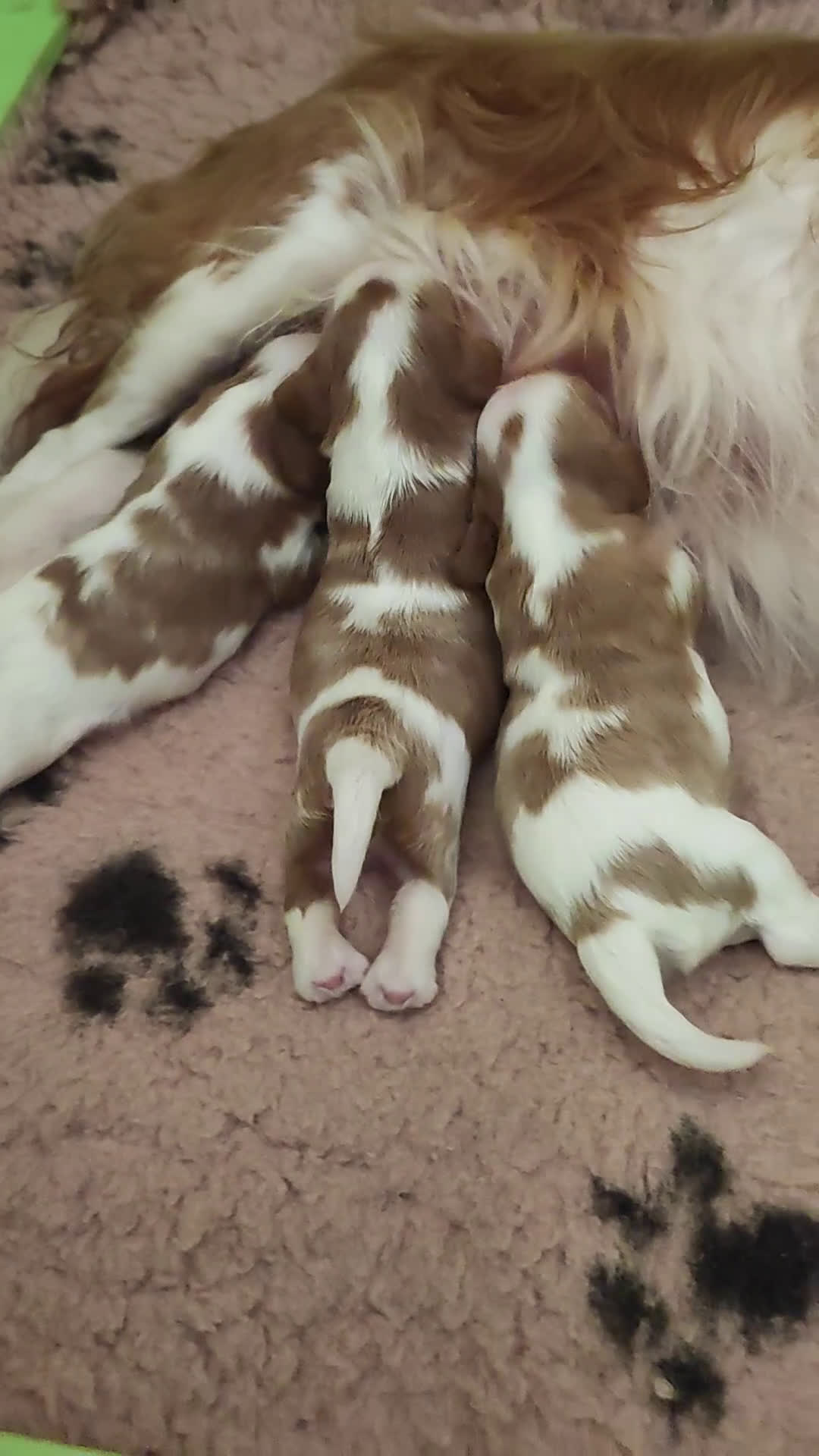 Cavalier King cani in vendita: Cuccioli Quicksilver delle isole verdi  - Video 1