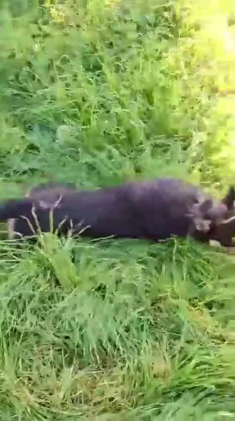 Meticcio cani in regalo: ADA 🩷 - cucciola taglia media contenuta cerca 🏠  - Video 1