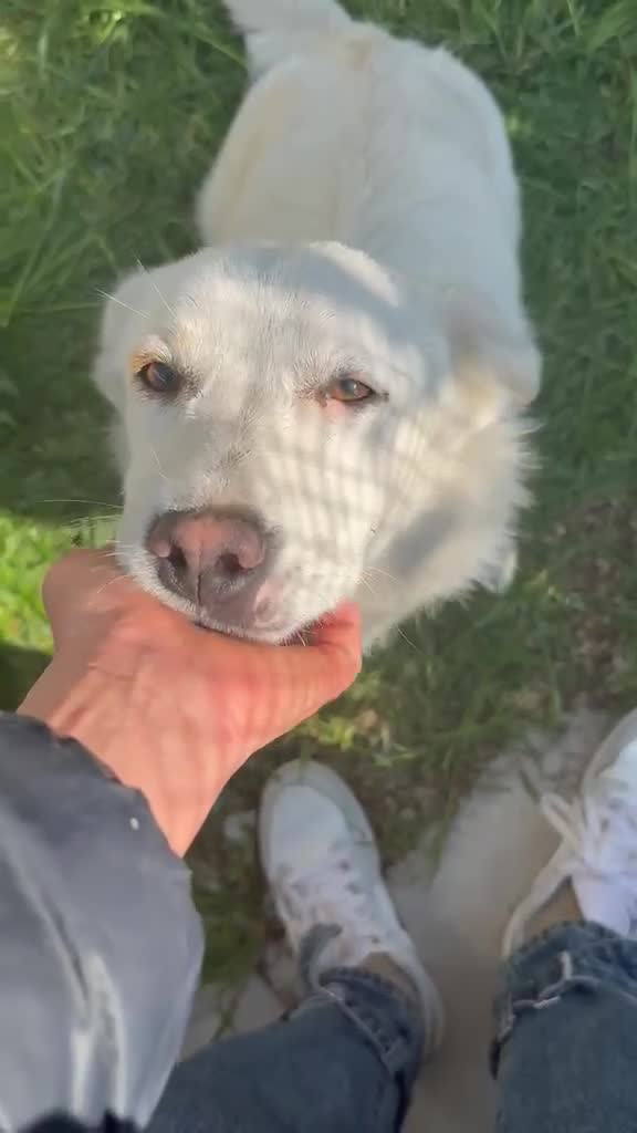 Meticcio cani in regalo: Cagnolino taglia piccola  - Video 1