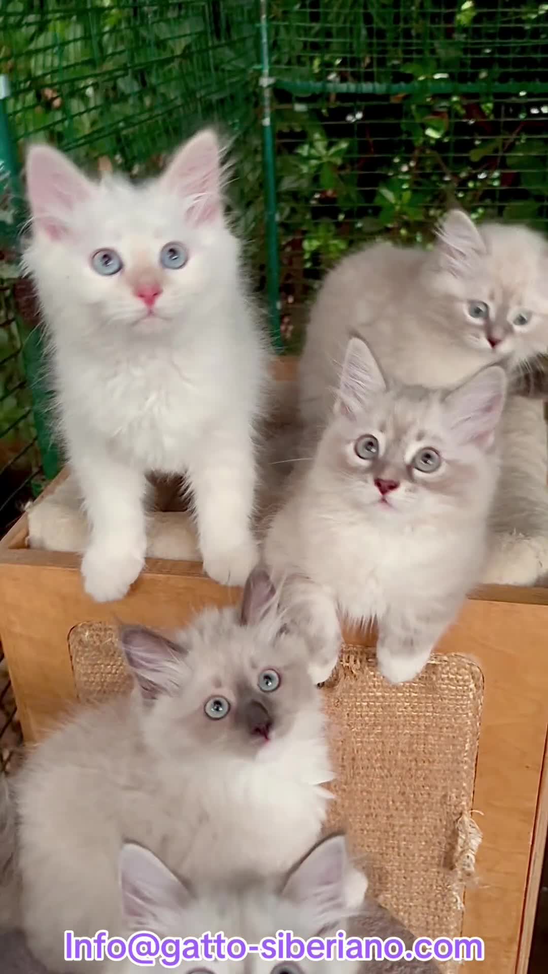 Siberiano gatti in vendita: Cuccioli ipoallergenici di gatto siberiano a Provincia di Pisa - Video 2