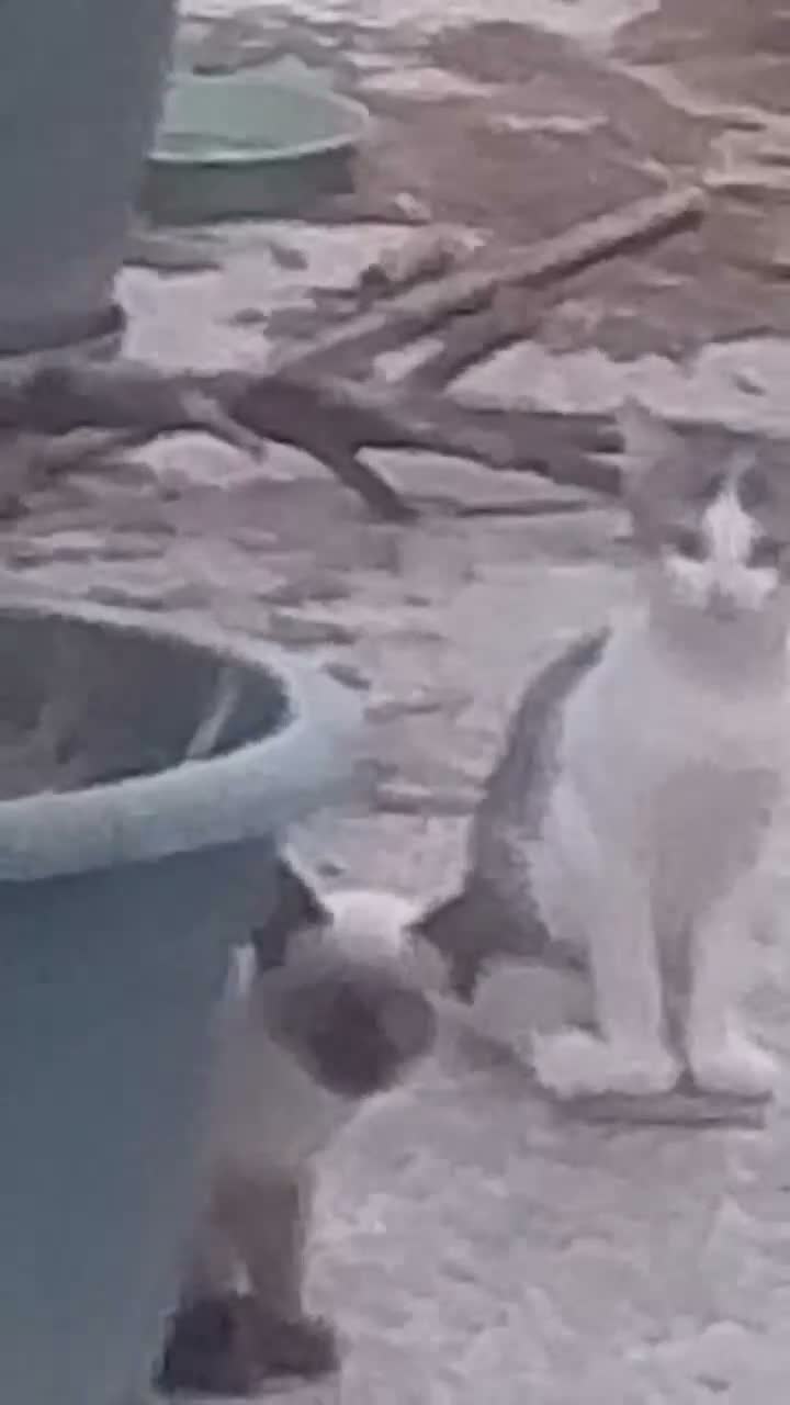 Siamese gatti in vendita: VENDO DUE  SIMIL SIAMESI STUPENDI!!  - Video 4