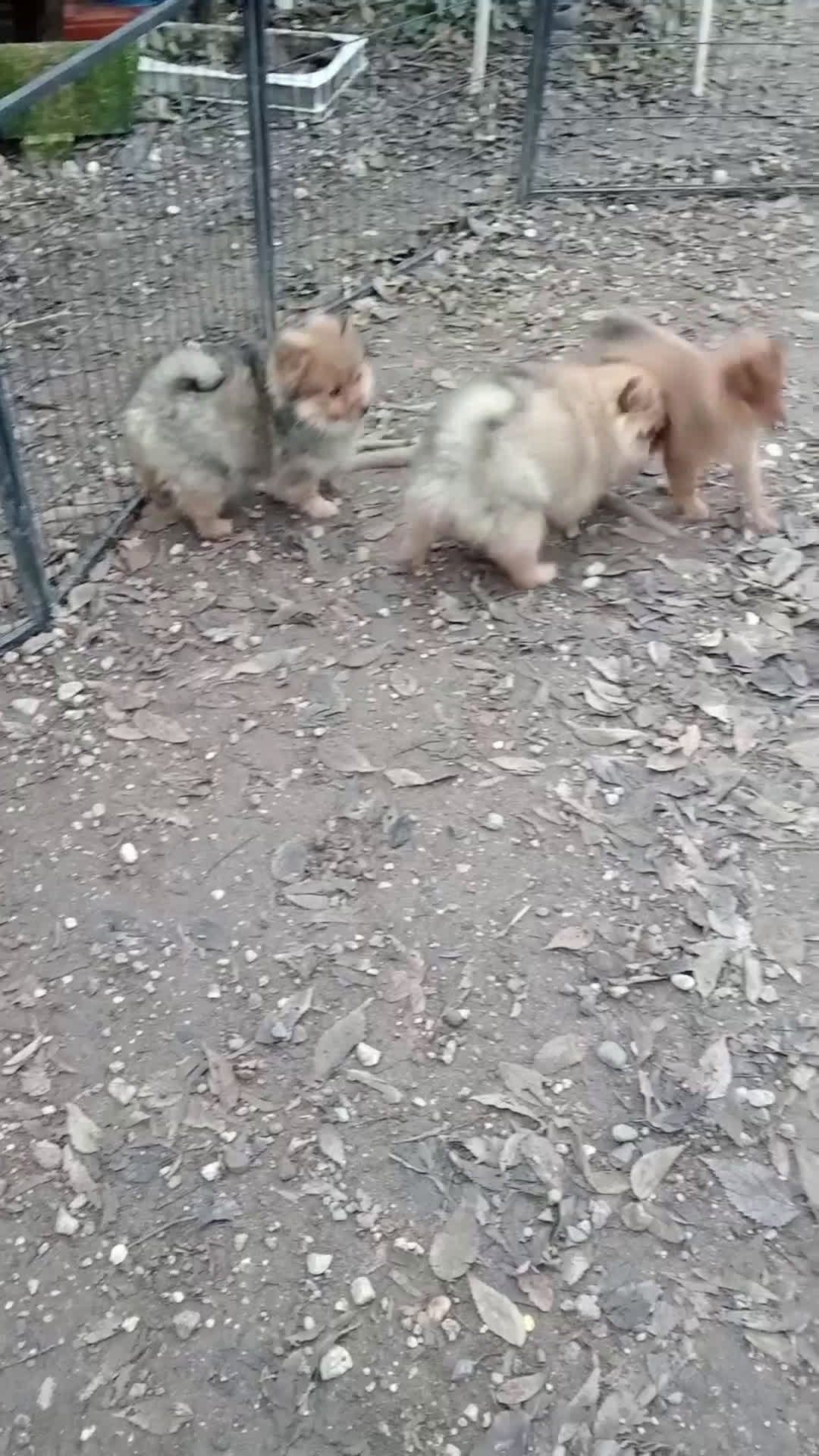 Spitz cani in vendita: Spitz tedesco piccolo  - Video 1