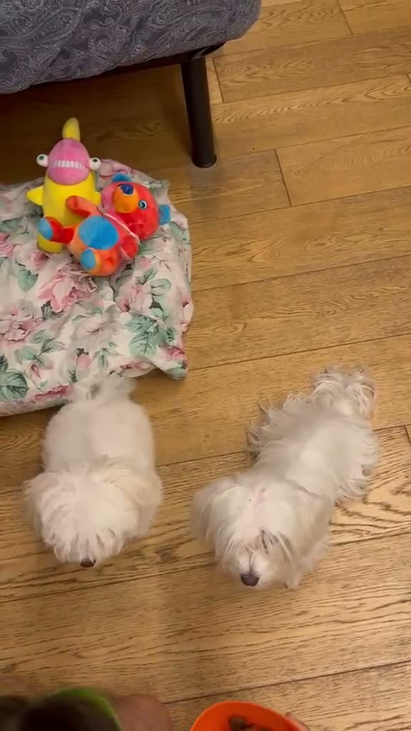 Maltese cani in vendita: Maltese Mini Toy  - Video 1