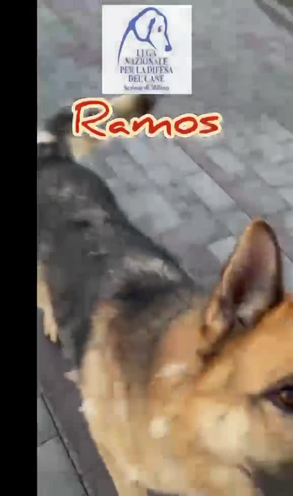 Pastore Tedesco cani in regalo: RAMOS PASTORE TEDESCO - Video 1