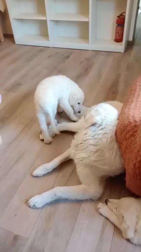 Pastore Abbruzzese Maremmano cani in vendita: Disponibili cuccioli di pastore maremmanoabruzzese - Video 2