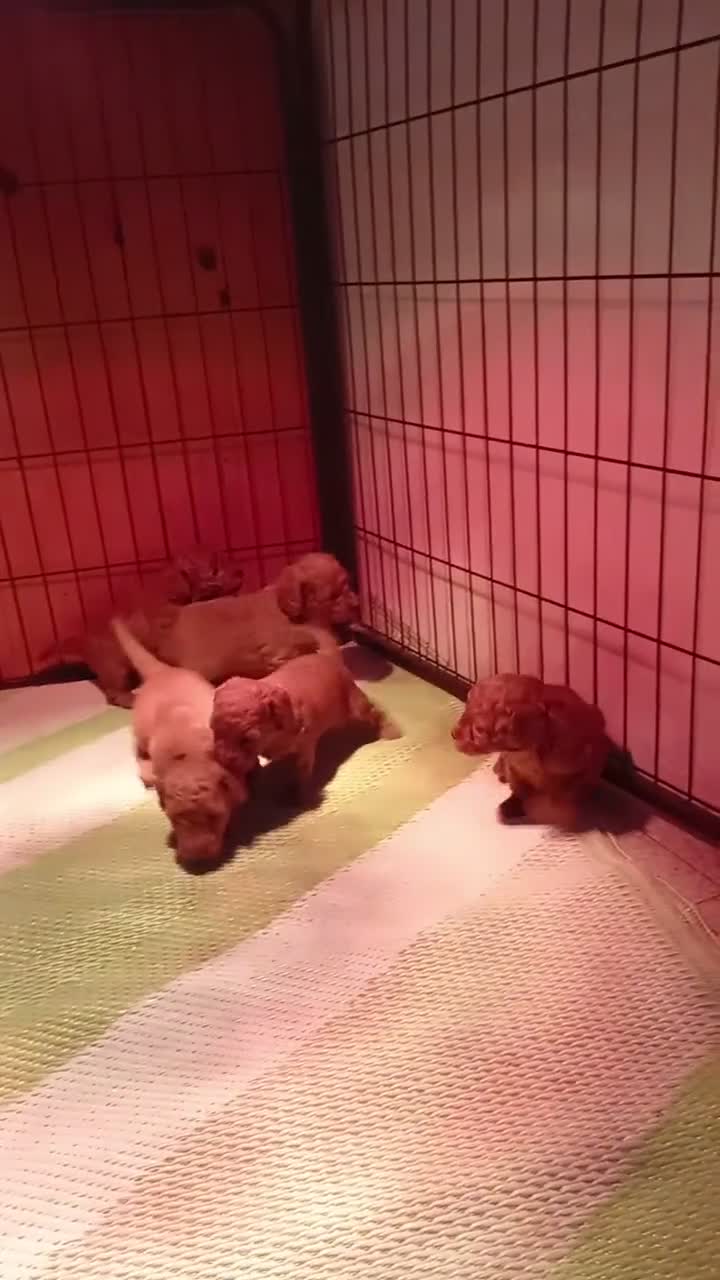 Barboncino Toy cani in vendita: Barboncini toy - Video 1