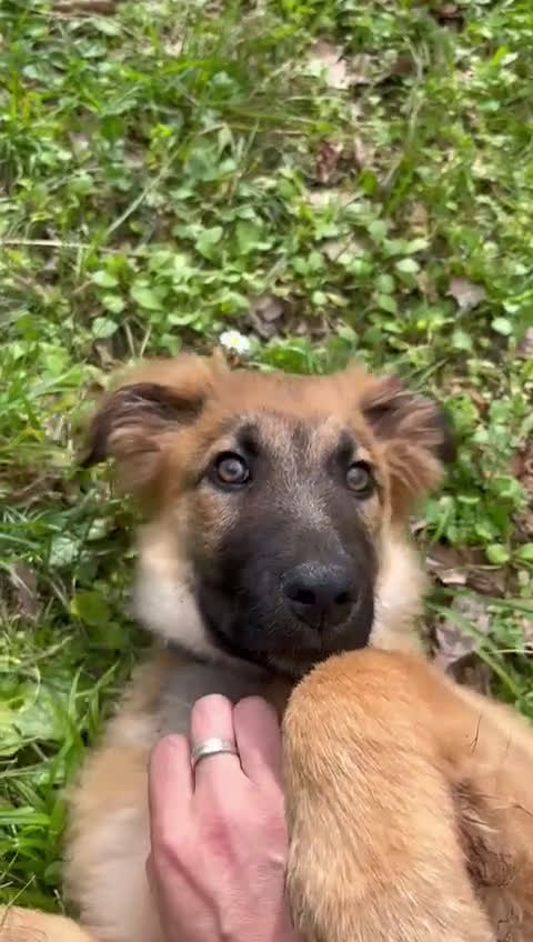 Meticcio cani in regalo: Vicky cucciola in adozione  a Città Metropolitana di Torino - Video 1