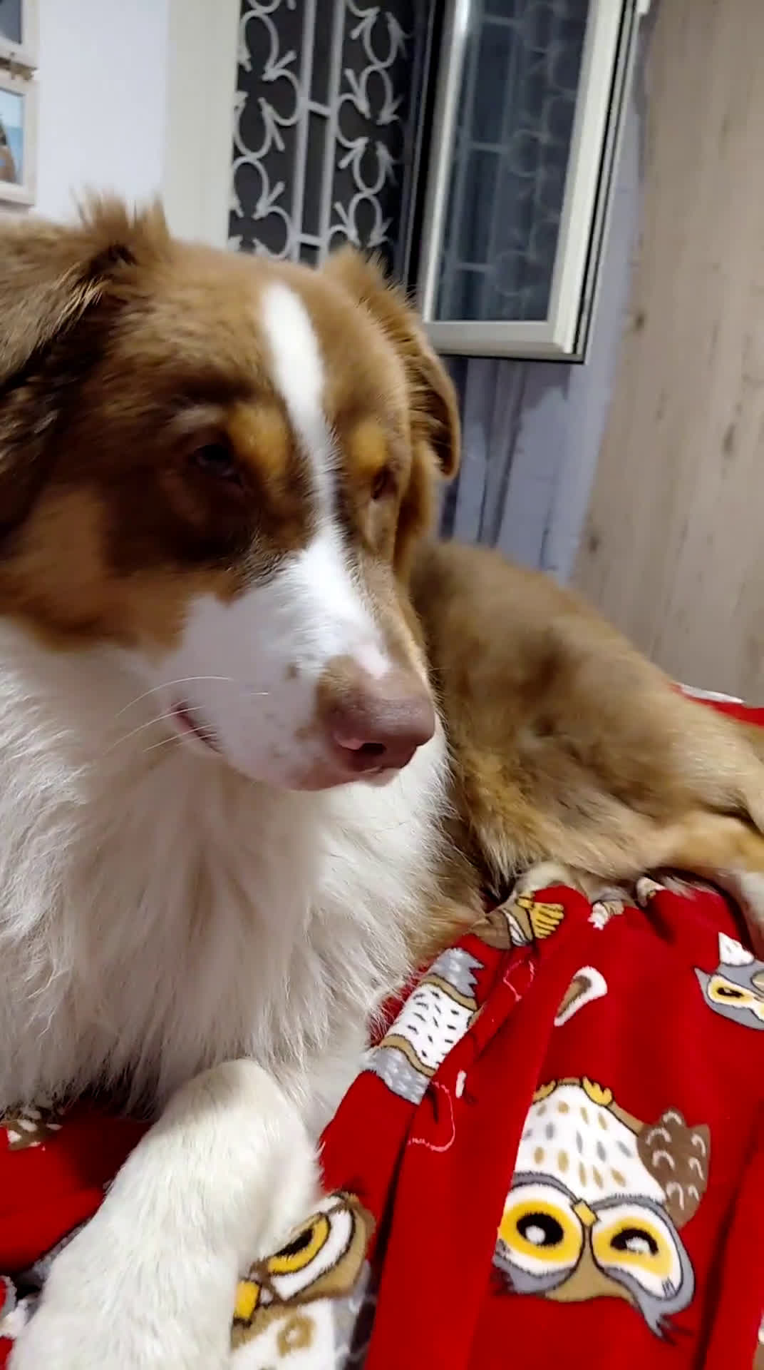Australian Shepherd cani per accoppiamento: Pastore australiano  - Video 4