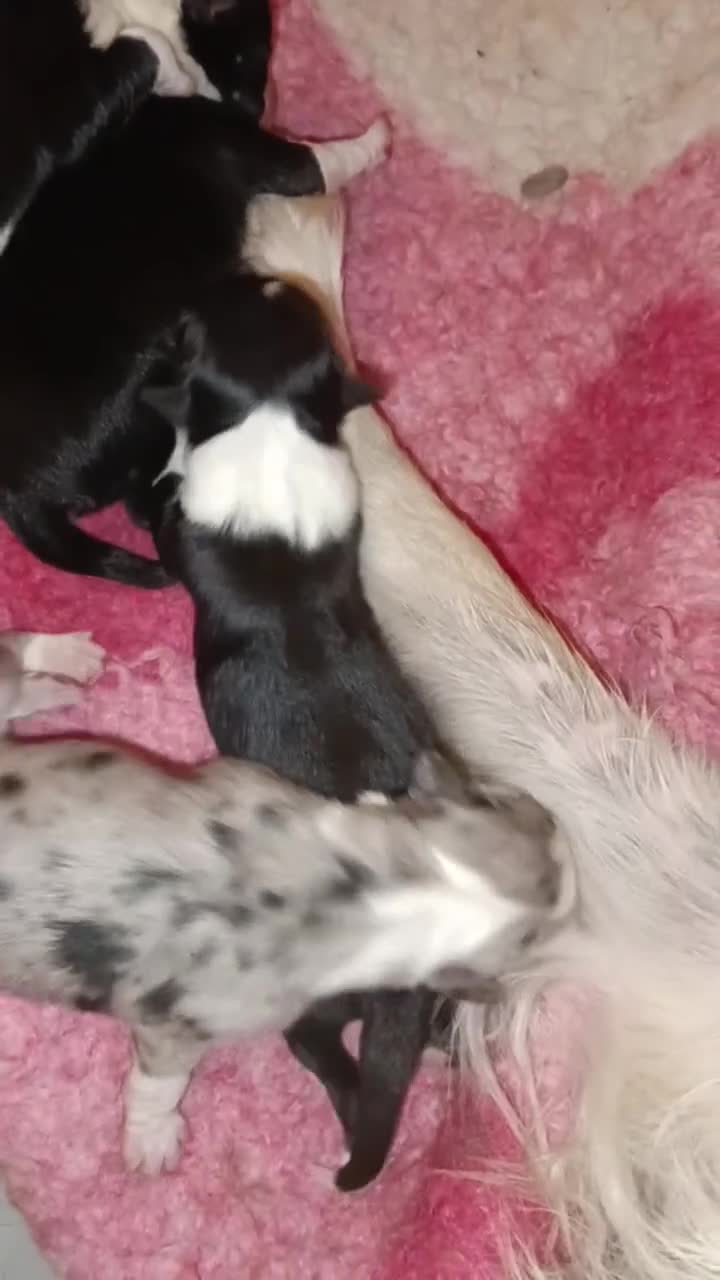 Border Collie cani in vendita: Border Collie - Croce del Nord - Video 1
