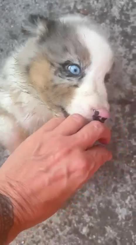 Australian Shepherd cani in vendita: Cuccioli Pastore australiano - Video 1