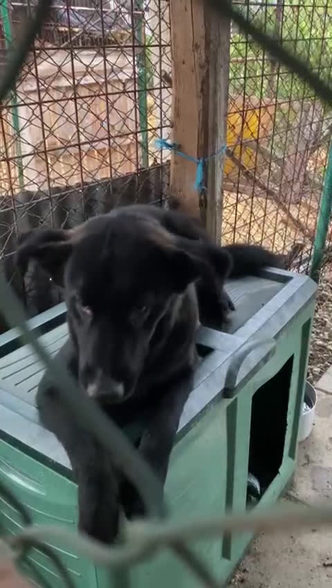 Meticcio cani in regalo: Cucciolo 6 mesi maschio taglia media  - Video 1