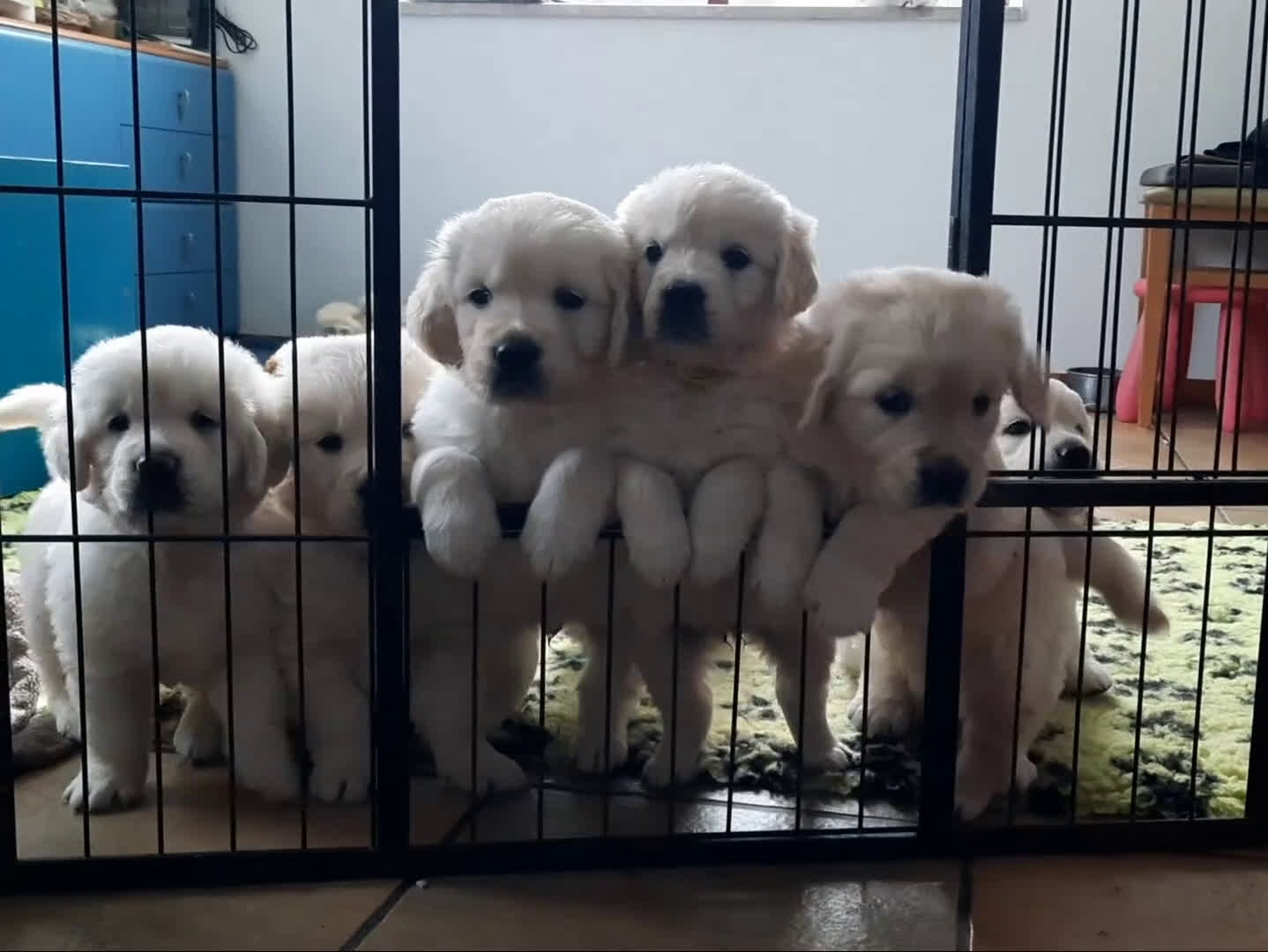 Golden Retriever cani in vendita: Cuccioli di Golden Retriever di linea inglese - Video 4