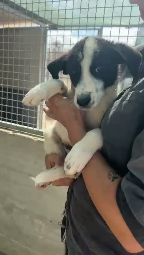 Meticcio cani in regalo: ❤️🐶 DIDO & MANICON 🐶❤️ - Video 1