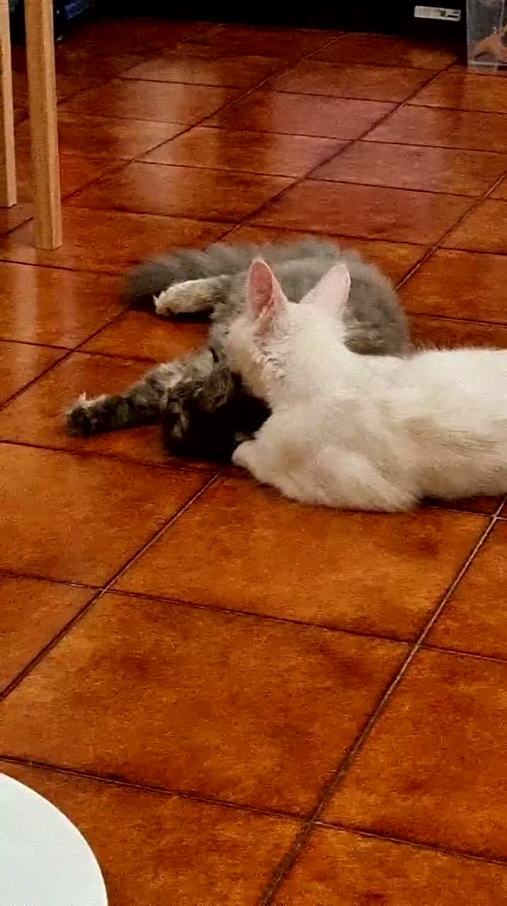 Scottish gatti in vendita: Schottish Lily - Video 1