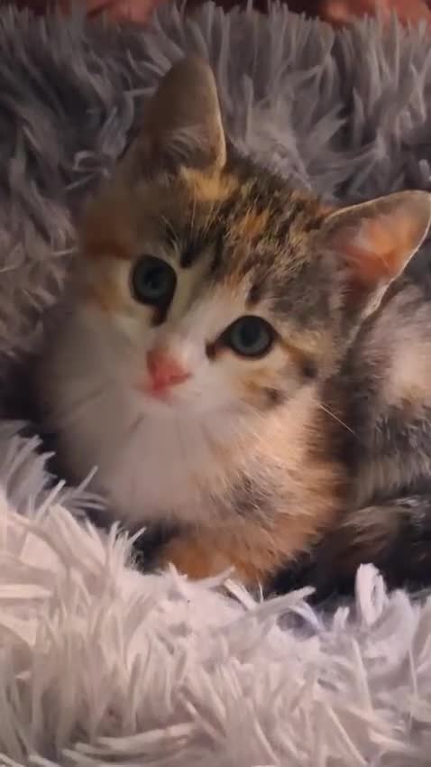 Europeo gatti in regalo: MILLYE MOLLY PICCOLE GATTINE a Città metropolitana di Milano - Video 1