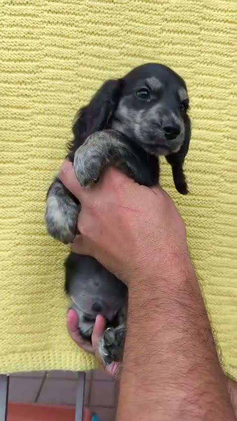 Bassotto Nano cani in vendita: Bassotto - Video 1