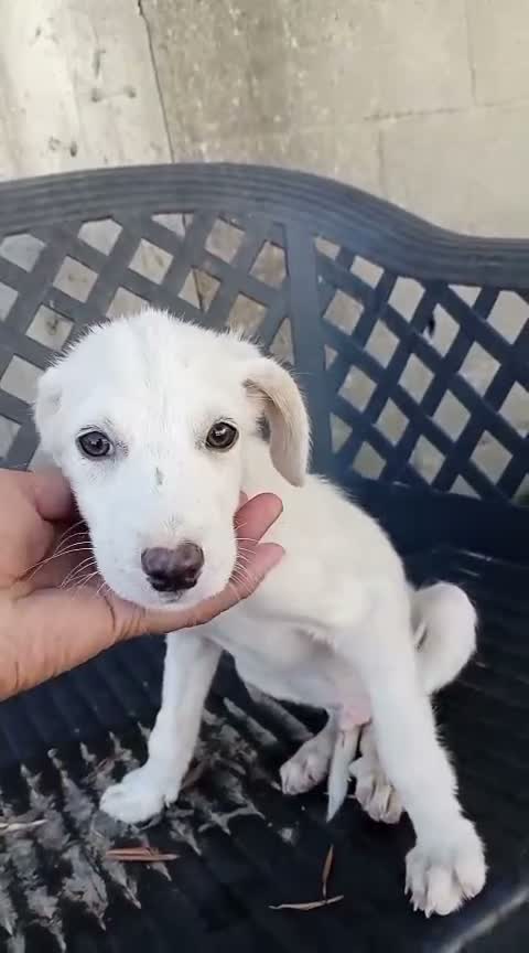 Meticcio cani in regalo: Luchino - Video 1