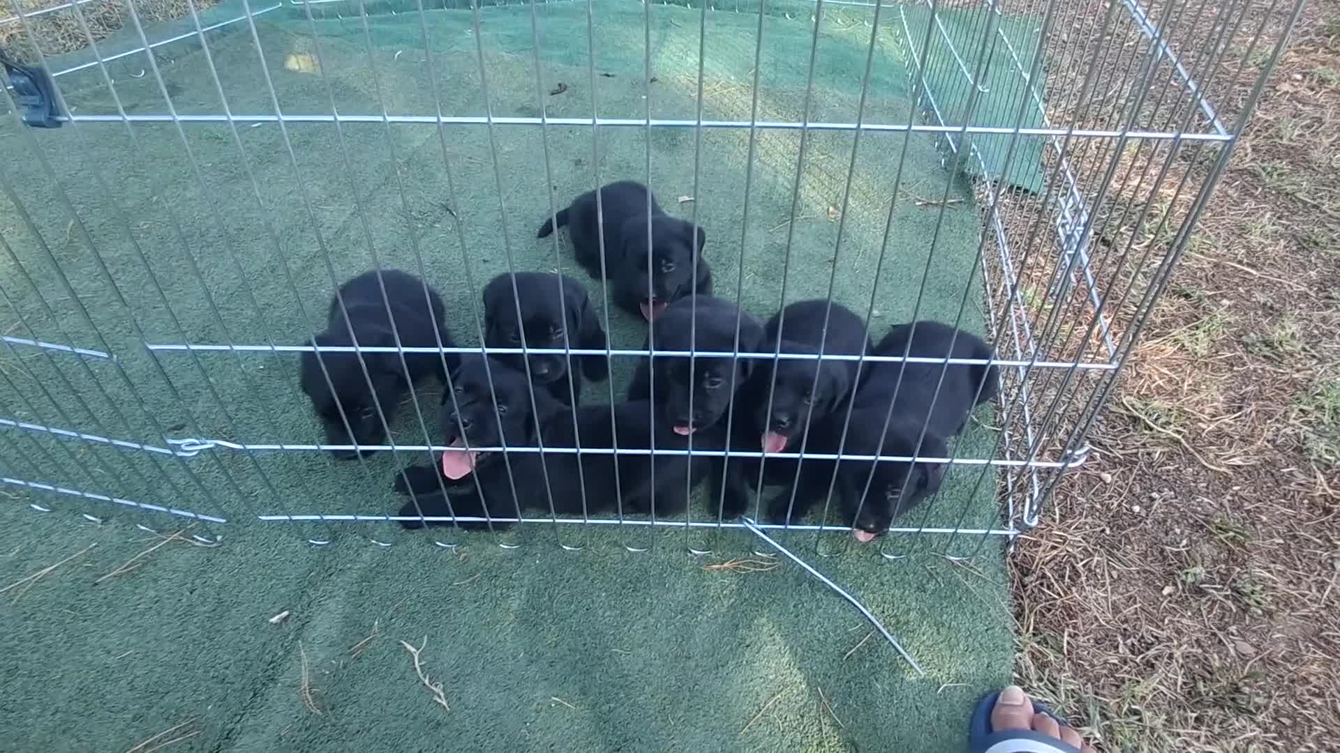 Labrador cani in vendita: Cedo labrador total black a Provincia di Macerata - Video 1