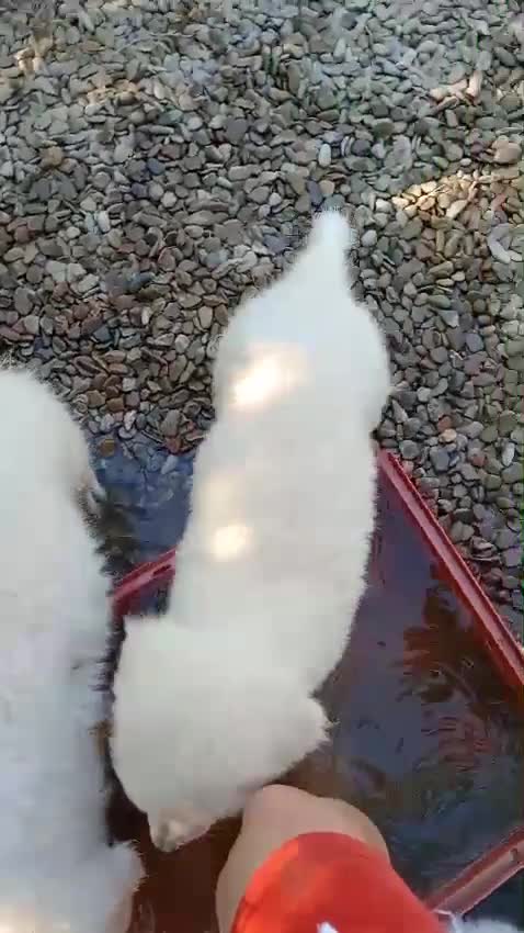 Pastore Abbruzzese Maremmano cani in vendita: Disponibili cuccioli di pastore maremmanoabruzzese - Video 1