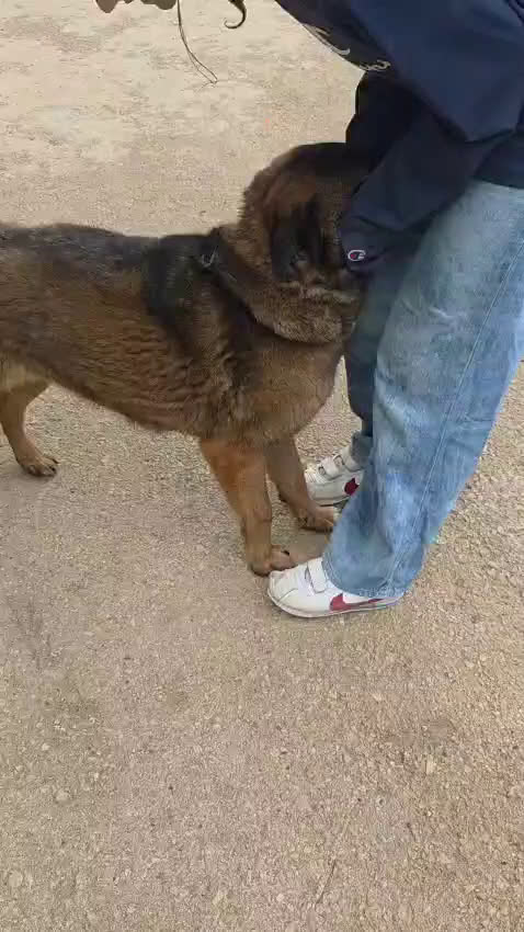 Pastore del Caucaso cani in regalo: Splendida simil Pastore del Caucaso - CARRIE - Video 1