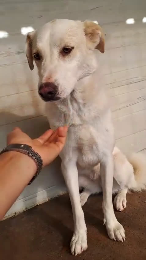 Meticcio cani in regalo: MOLLY  - Video 3