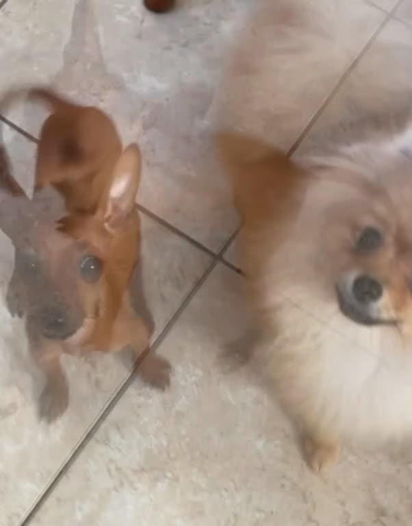 Pinscher Miniatura cani in vendita: Pinscher taglia toy - Video 1