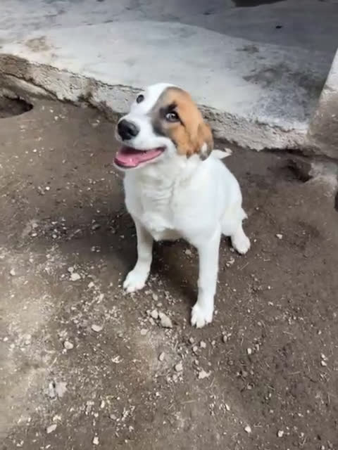 Meticcio cani in regalo: MASCHERINA CUCCIOLONA SIMIL JACK RUSSEL 7-8 MESI - Video 1