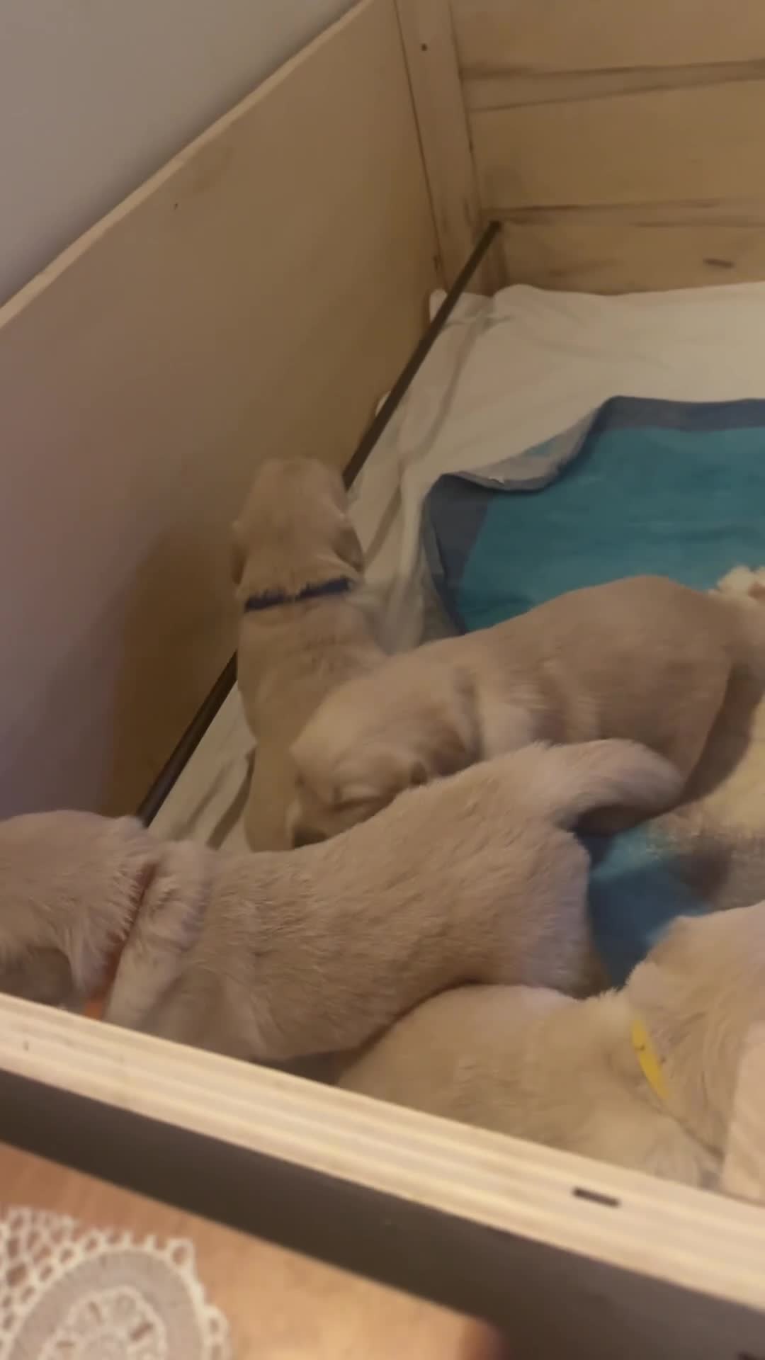 Golden Retriever cani in vendita: Cuccioli di Golden Retriever  - Video 1