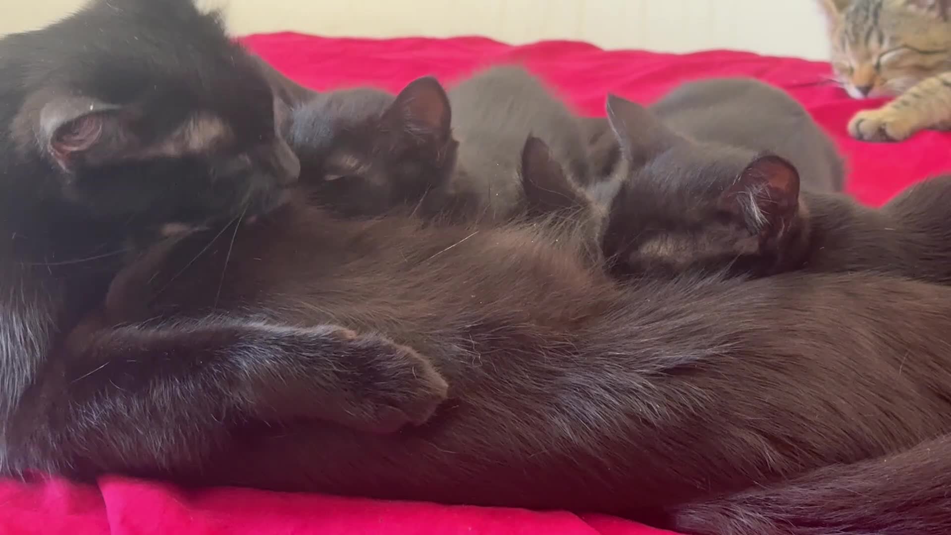 Altre razze gatti in vendita: 🩶🩵GATTINI MOLTO BELLI E INTELLIGENTE🩷🖤 - Video 4