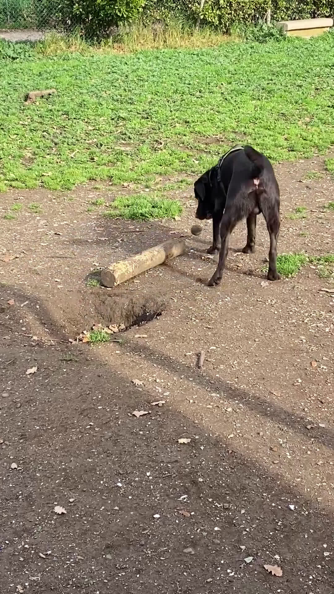 Labrador cani per accoppiamento: Cerco fidanzata Choco🤎 a Città metropolitana di Roma Capitale - Video 2