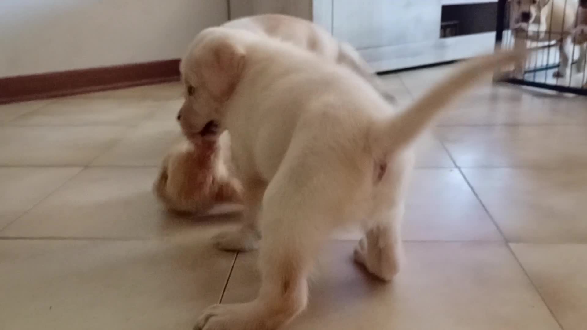 Labrador cani in vendita: Cuccioli Labrador retriever  - Video 1