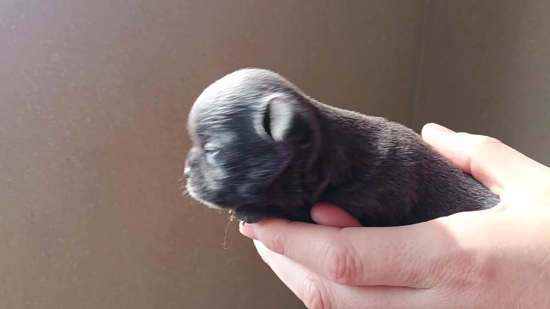 Chihuahua cani in vendita: Chihuahua 2 femmine  - Video 2