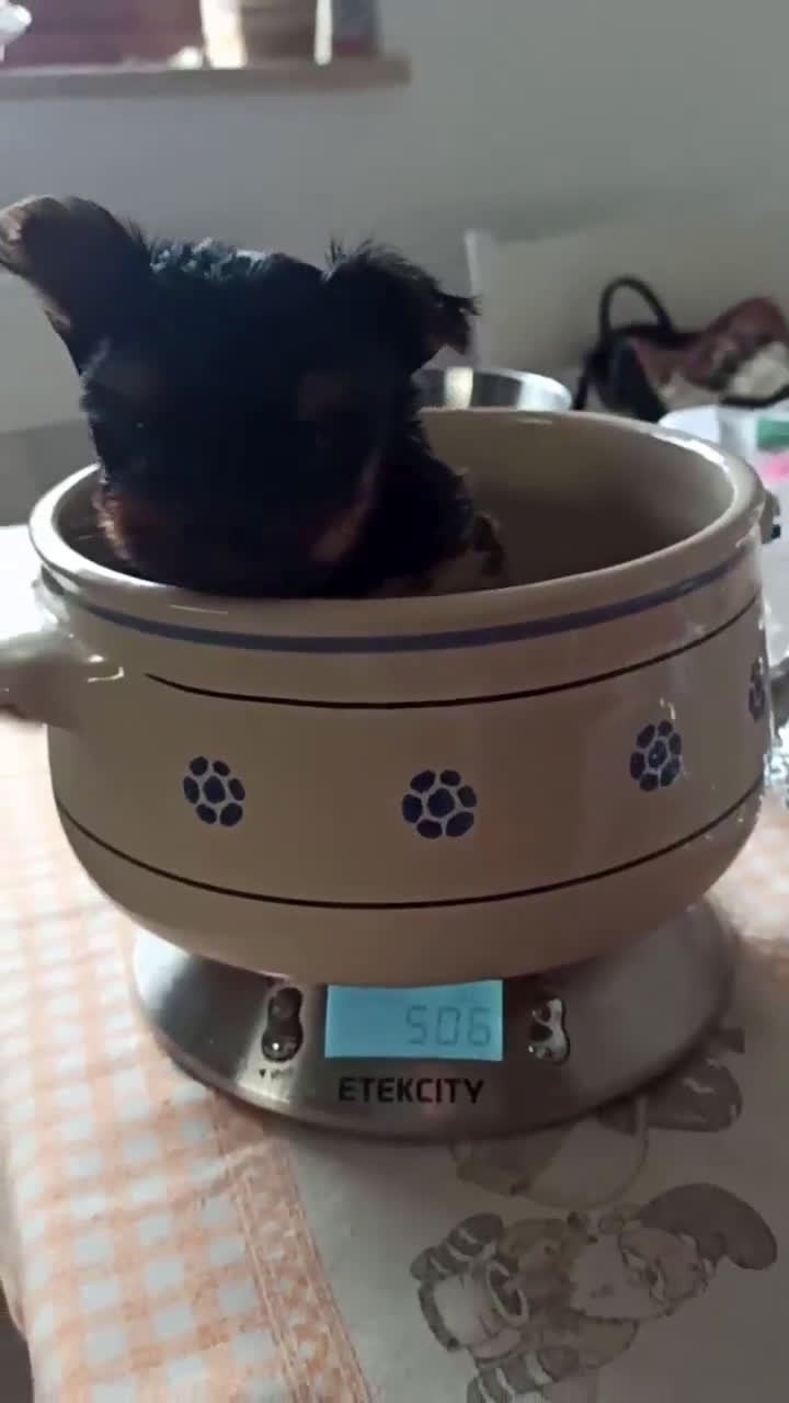 Yorkshire cani in vendita: Yorkshire terrier toy  - Video 1