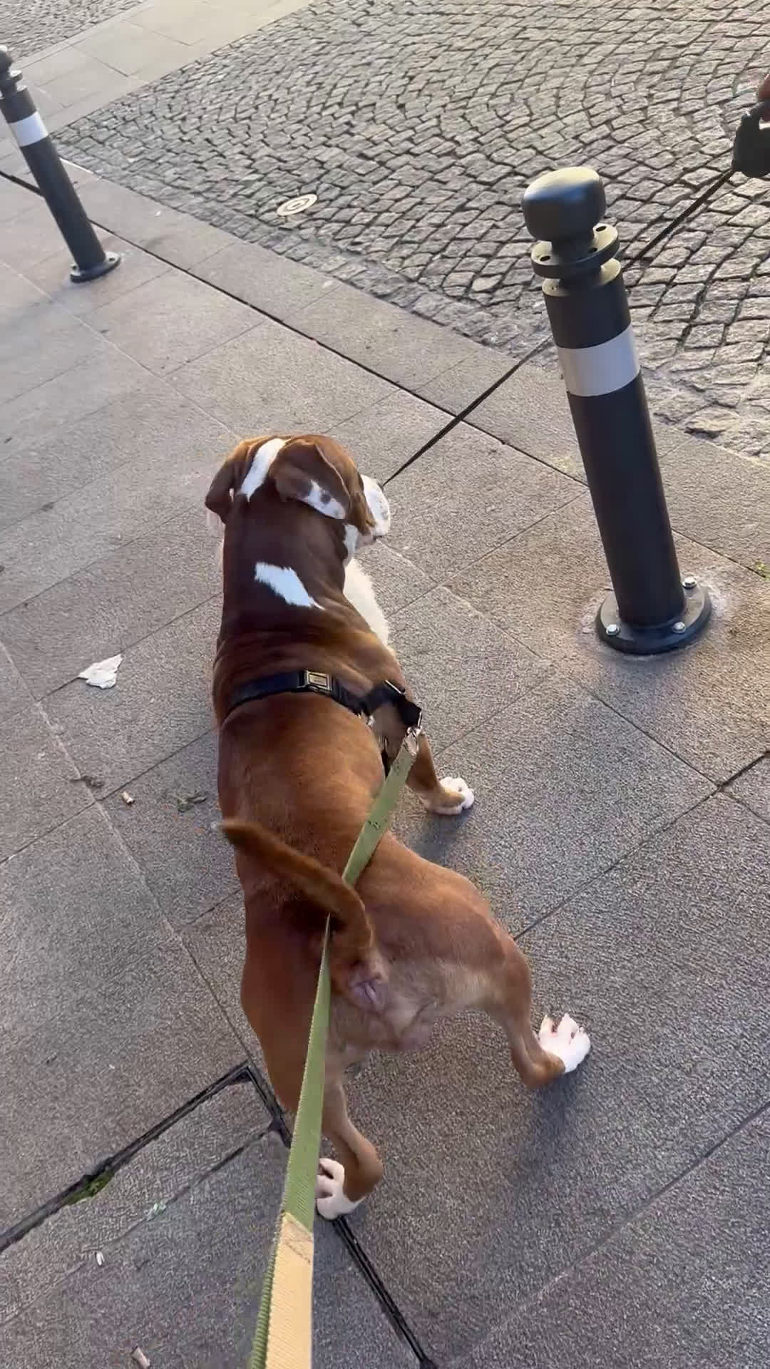 Pitbull cani in regalo: Biggy - Video 1