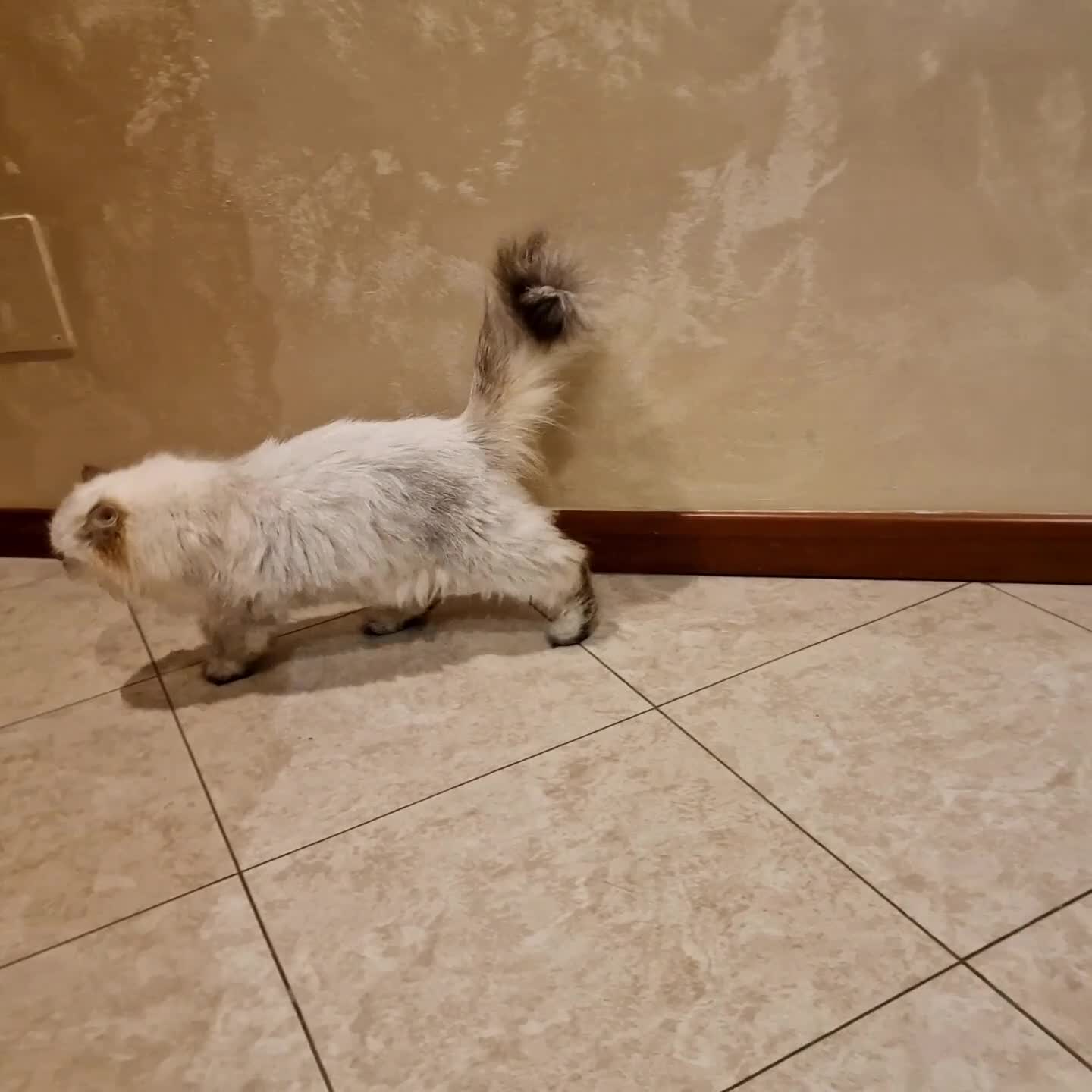 British gatti in vendita: PEDIGREE DA RIPRODUZIONE BRITISH LONGHAIR POINT  - Video 1