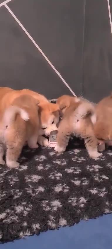 Akita Inu cani in vendita: CUCCIOLI DI AKITA INU COMO-MONZA E BRIANZA - Video 1