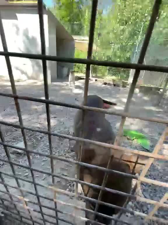 Meticcio cani in regalo: SPLENDIDO CUCCIOLOTTO DA AMARE - Video 3