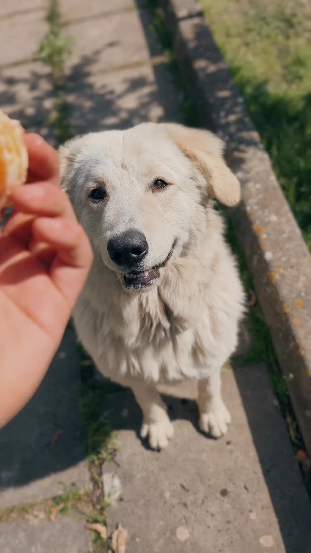 Pastore Abbruzzese Maremmano cani in regalo: Regalo un cucciolo pastore maremmano  - Video 1