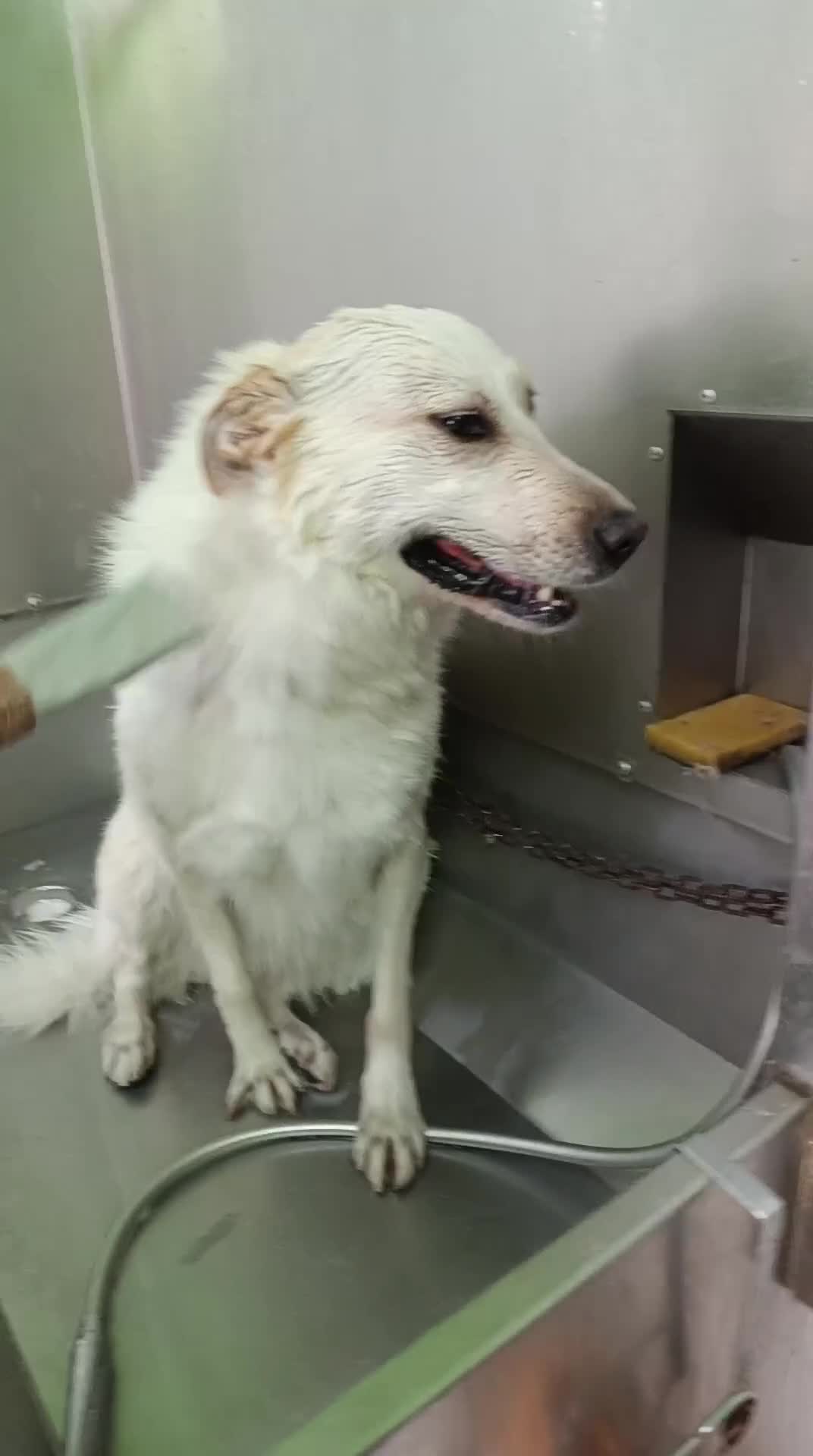 Meticcio cani in regalo: CANE METICCIO CERCA FAMIGLIA  - Video 2