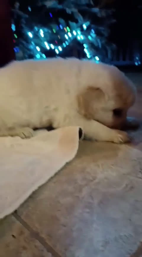 Golden Retriever cani in vendita: Golden angloamericana  - Video 1