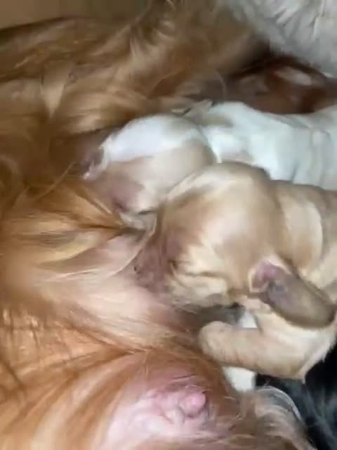 Cocker cani in vendita: Cuccioli di Cocker SpanielLinea Inglese Rari - Video 1