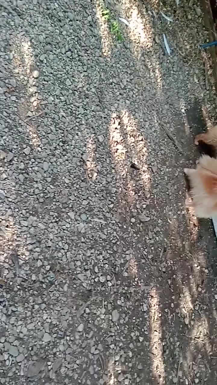 Spitz cani in vendita: Spitz tedesco piccolo volpino  - Video 1