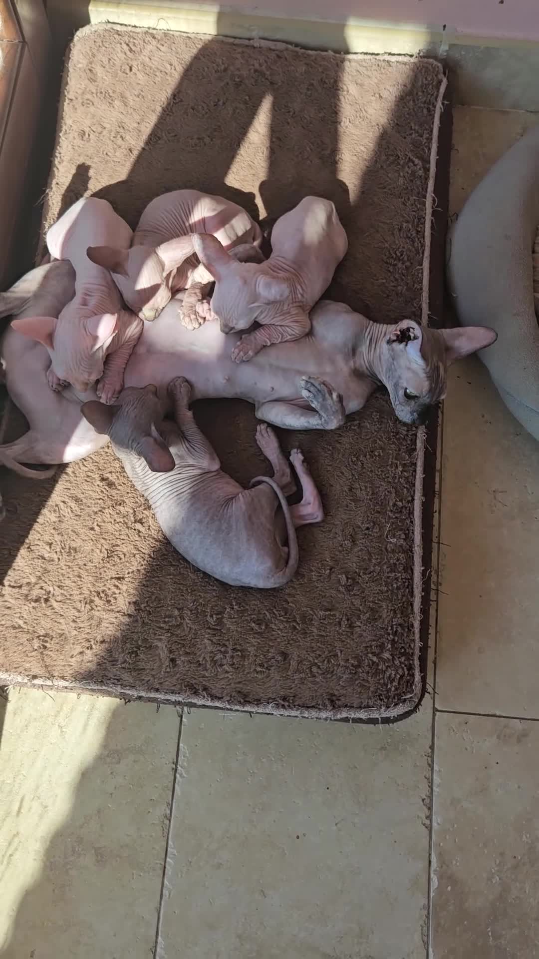 Sphynx gatti in vendita: Sphynx Canadese  - Video 1